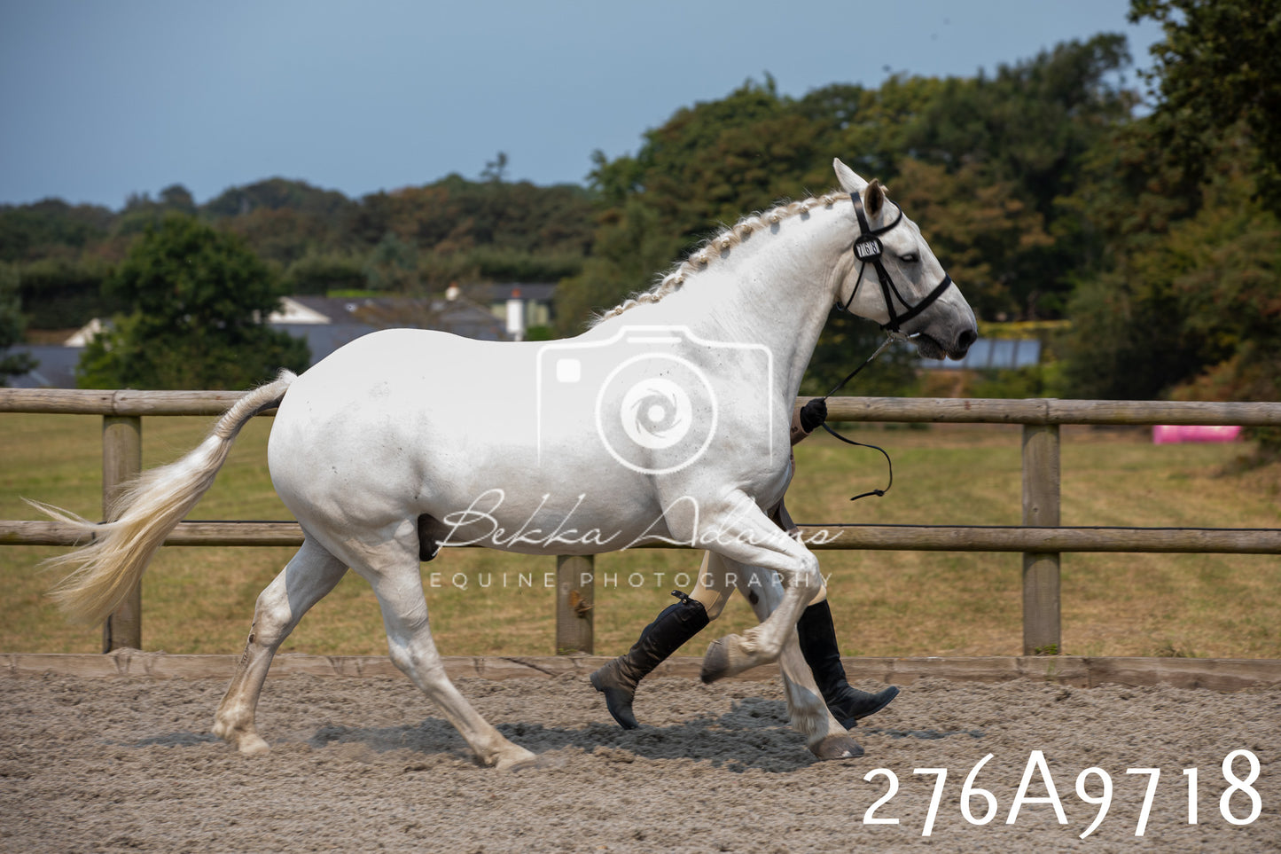 Home Farm Annual Show 2025 - Inhand Pt 2