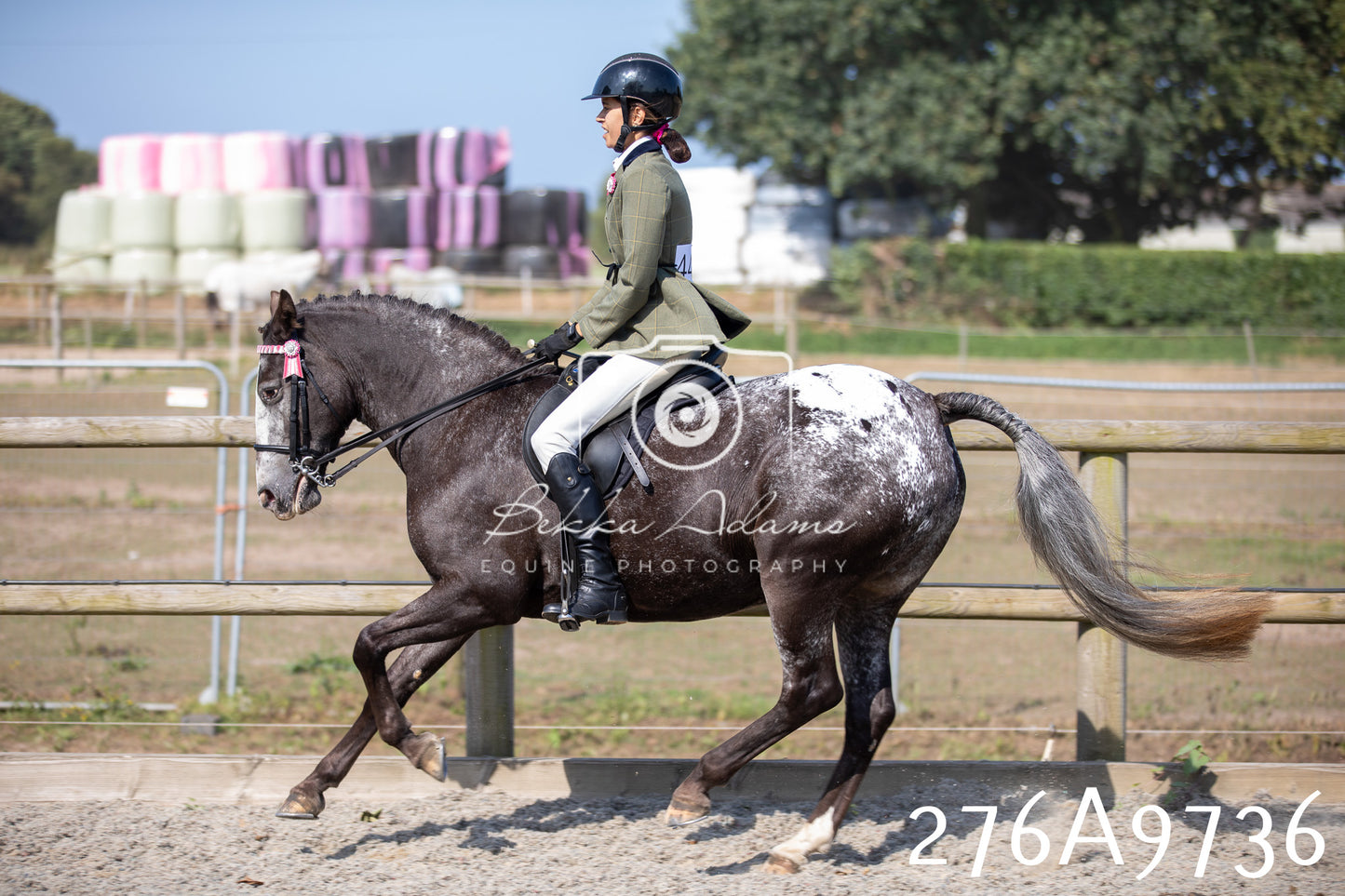 Home Farm Annual Show 2025 - Ridden Pt 2