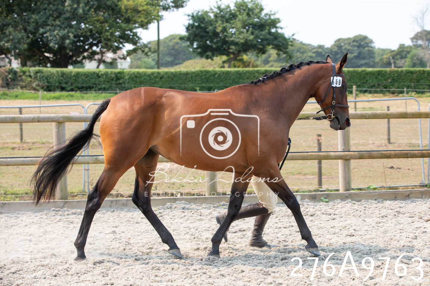 Home Farm Annual Show 2025 - Inhand Pt 2
