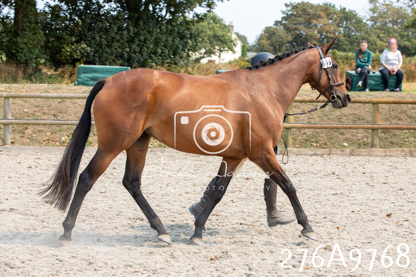Home Farm Annual Show 2025 - Inhand Pt 2