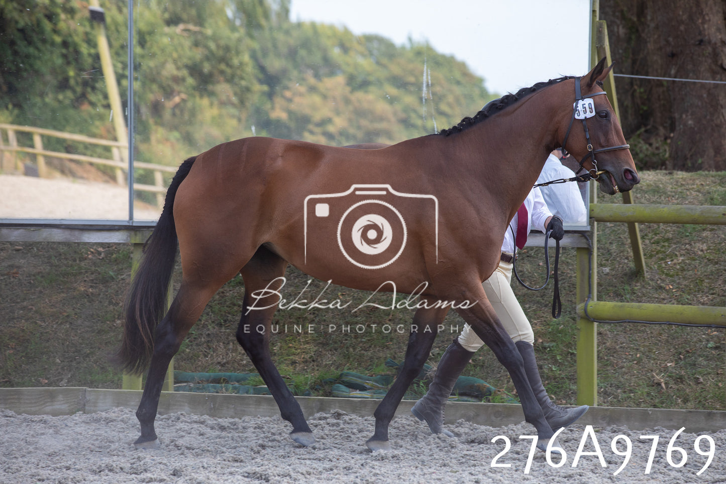 Home Farm Annual Show 2025 - Inhand Pt 2