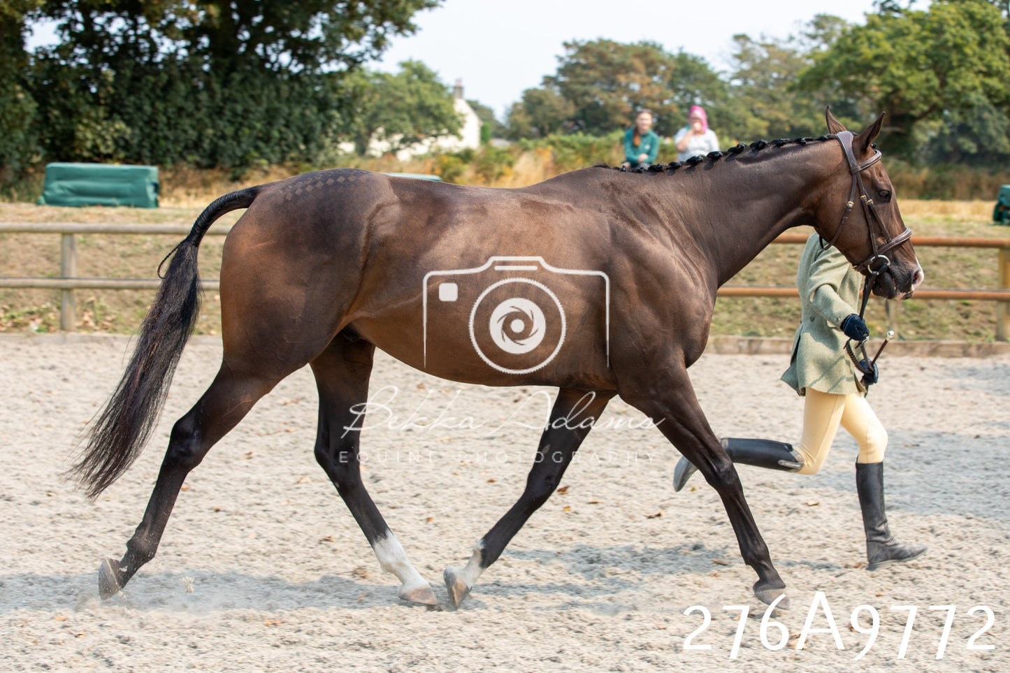 Home Farm Annual Show 2025 - Inhand Pt 2