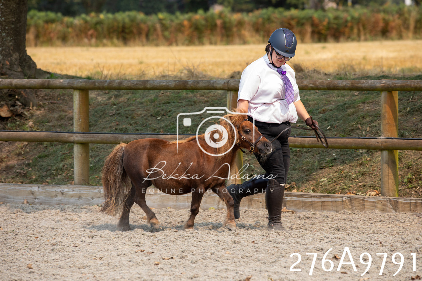 Home Farm Annual Show 2025 - Inhand Pt 2