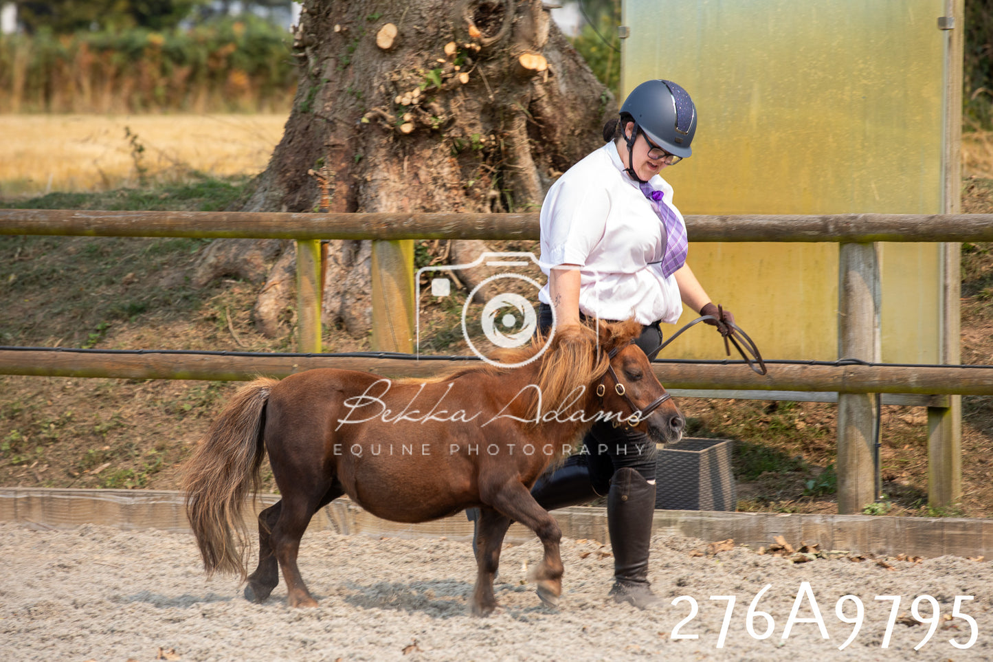 Home Farm Annual Show 2025 - Inhand Pt 2