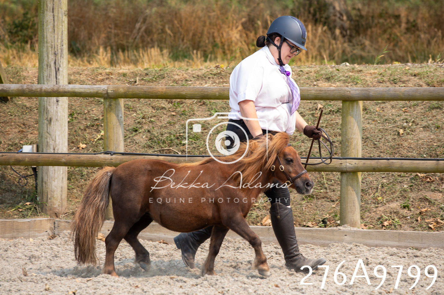 Home Farm Annual Show 2025 - Inhand Pt 2