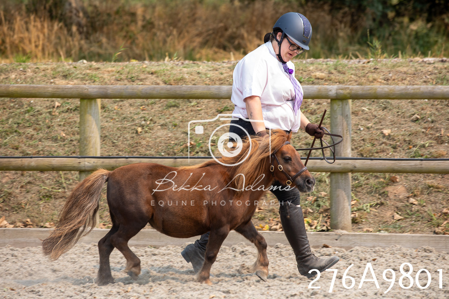 Home Farm Annual Show 2025 - Inhand Pt 2
