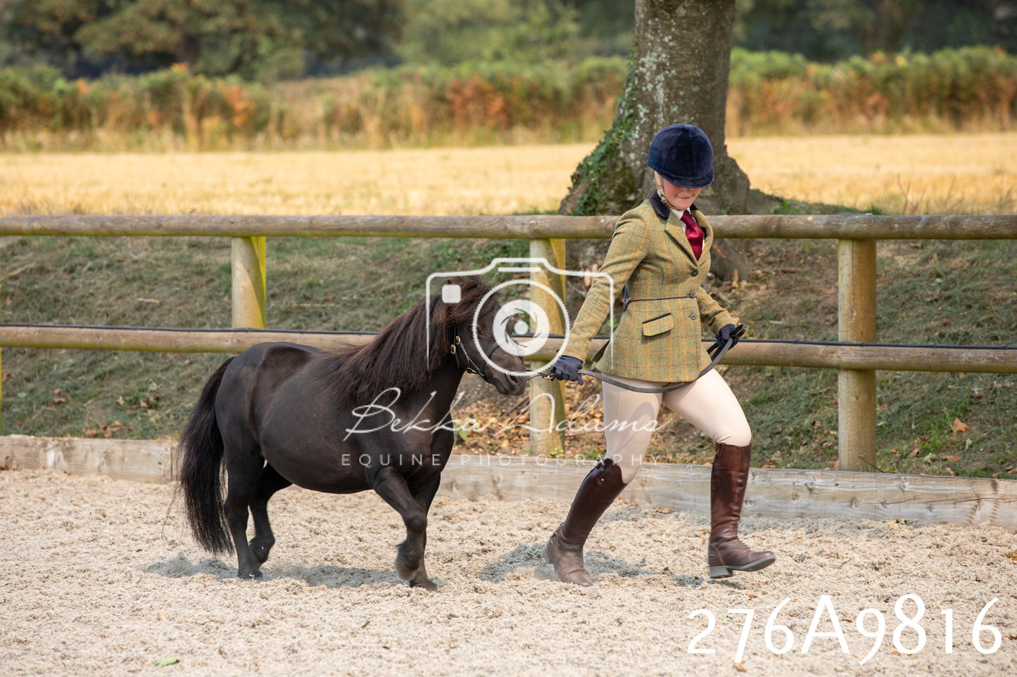 Home Farm Annual Show 2025 - Inhand Pt 2