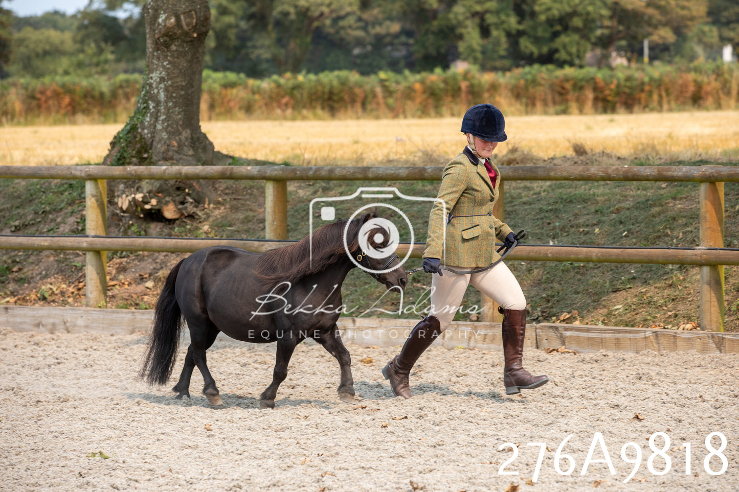 Home Farm Annual Show 2025 - Inhand Pt 2