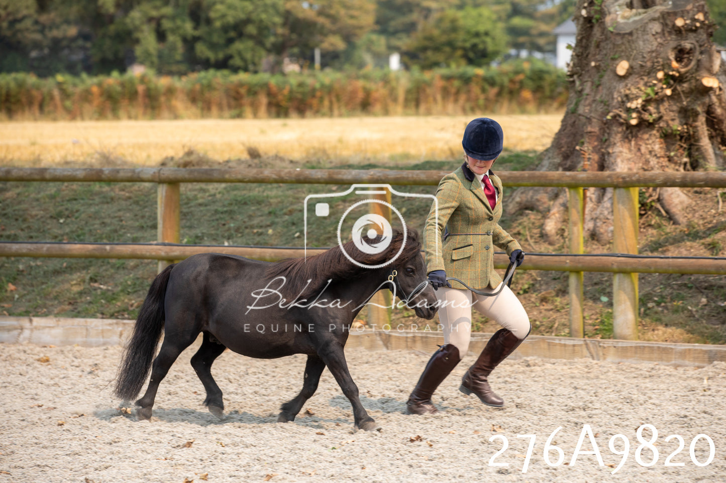 Home Farm Annual Show 2025 - Inhand Pt 2