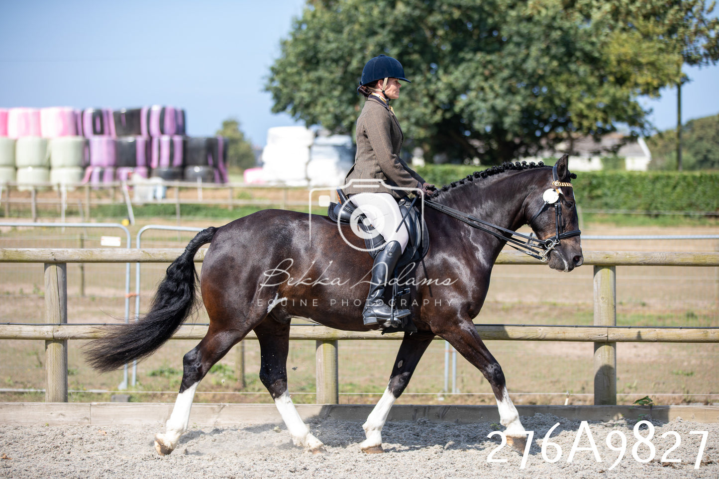 Home Farm Annual Show 2025 - Ridden Pt 2