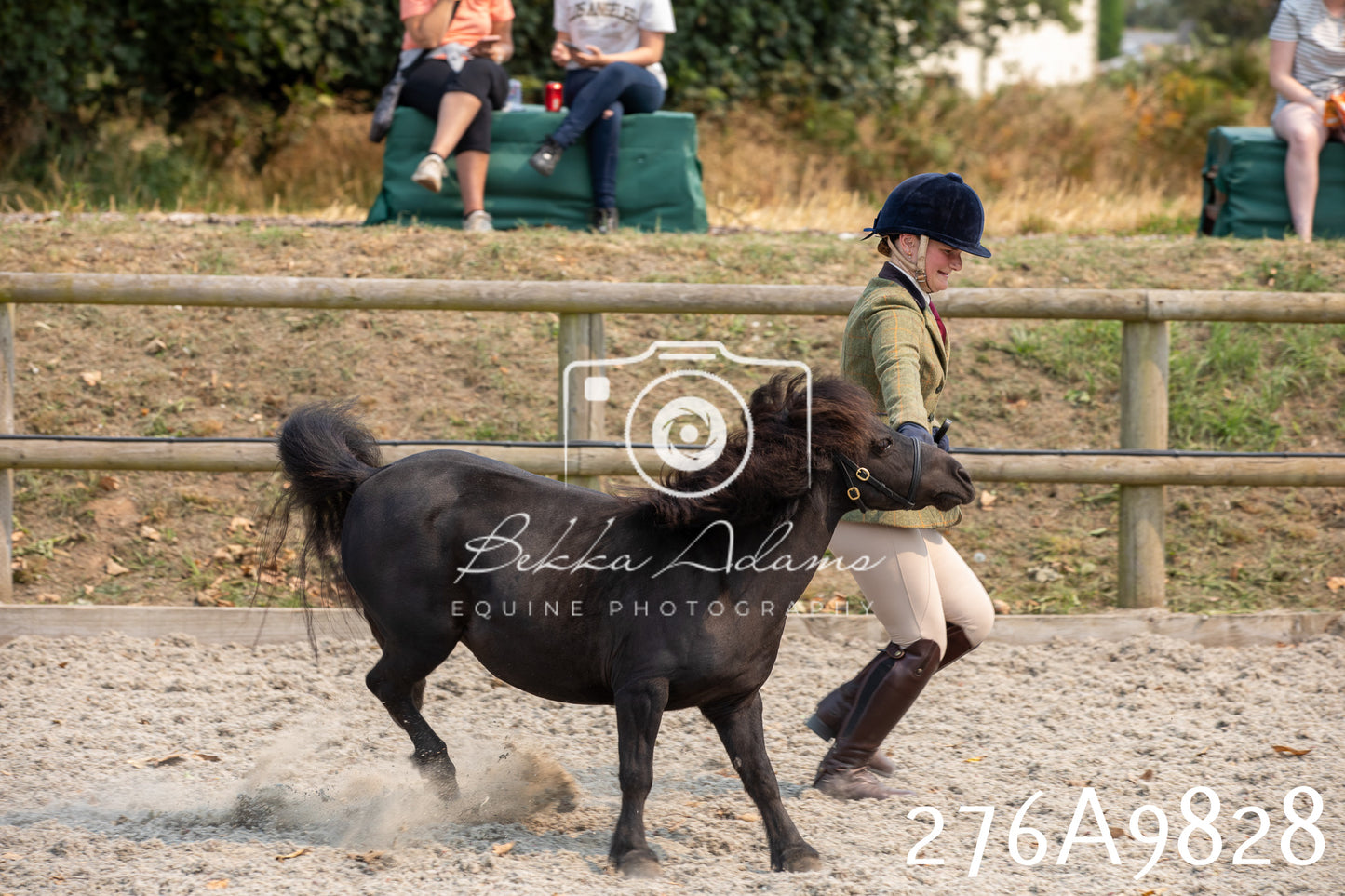 Home Farm Annual Show 2025 - Inhand Pt 2