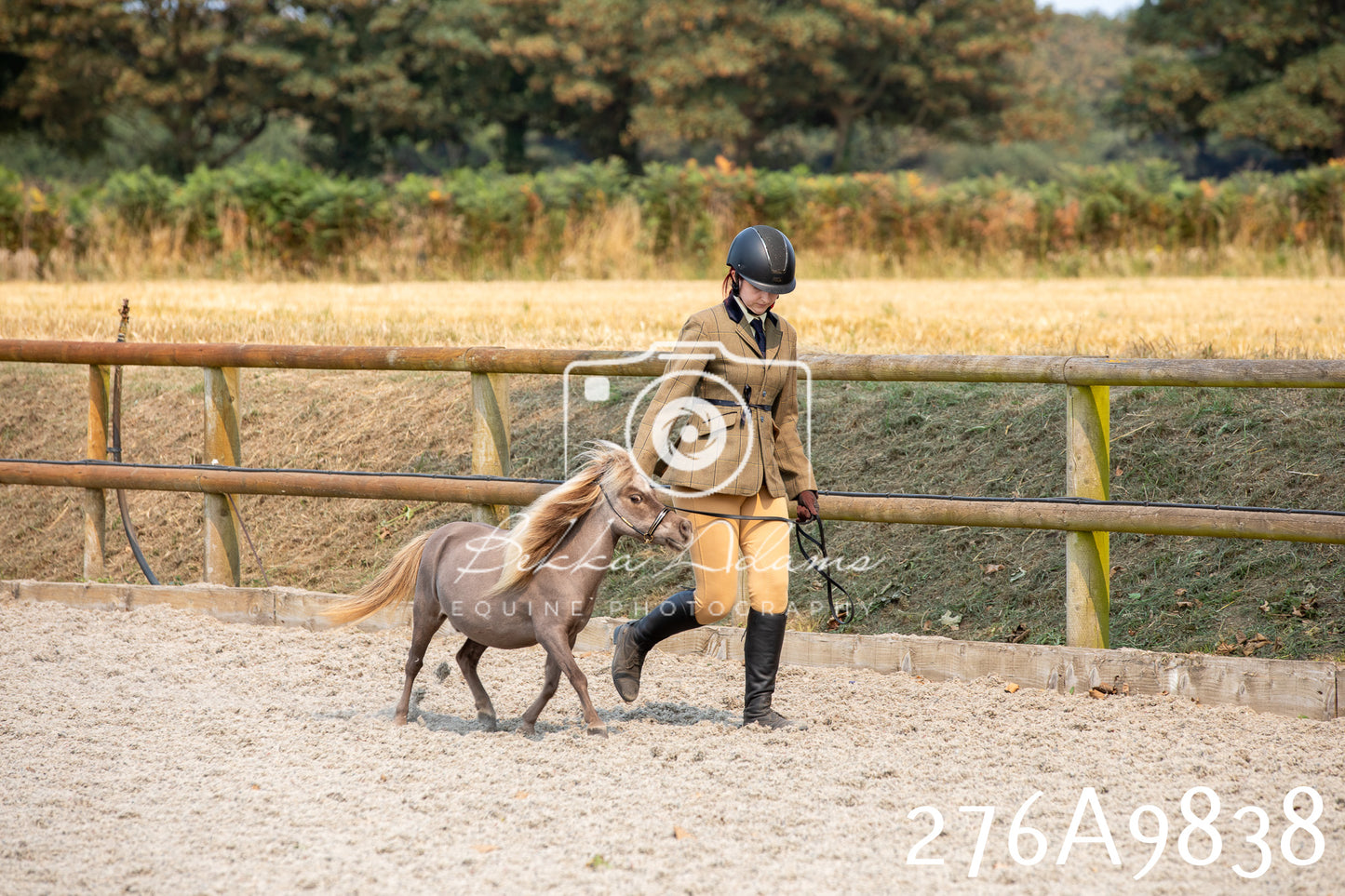 Home Farm Annual Show 2025 - Inhand Pt 2