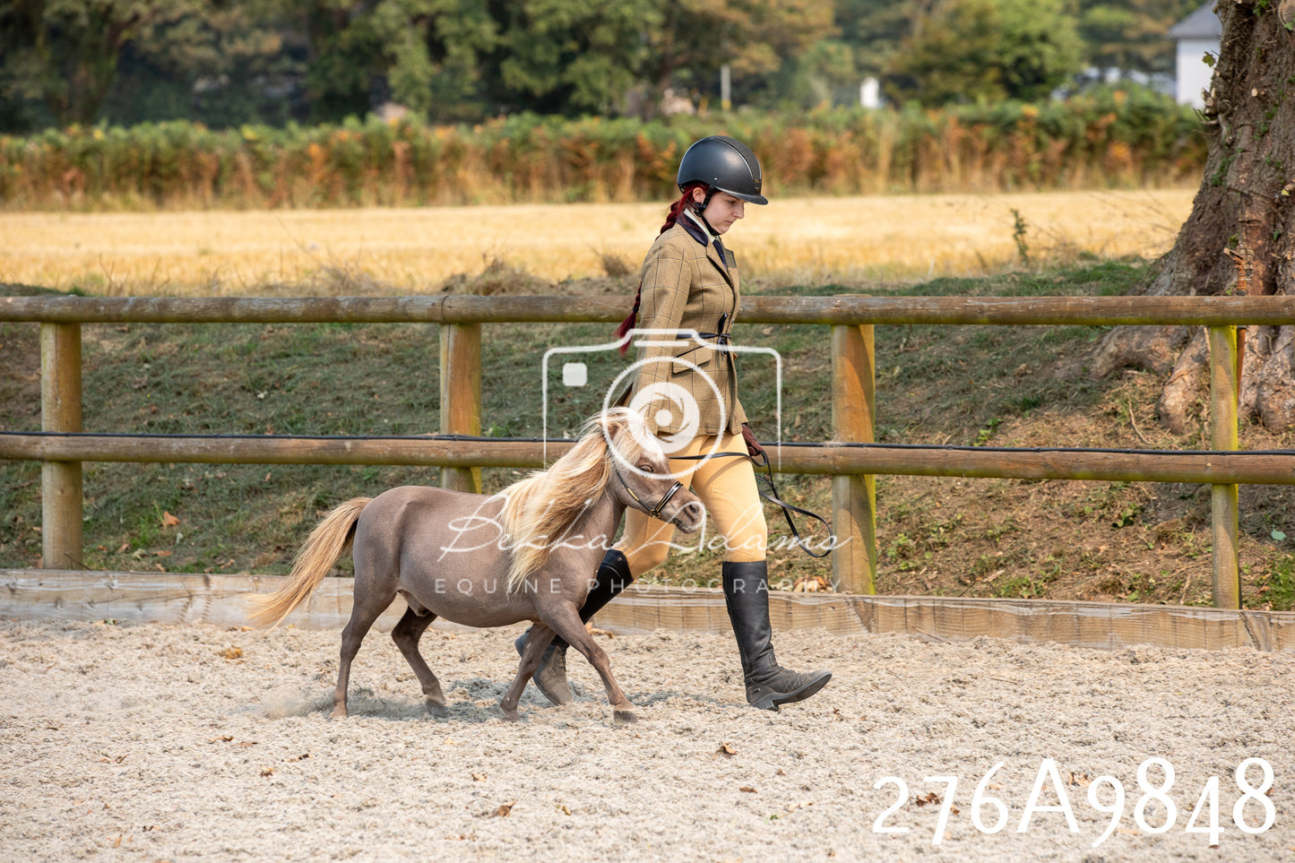 Home Farm Annual Show 2025 - Inhand Pt 2