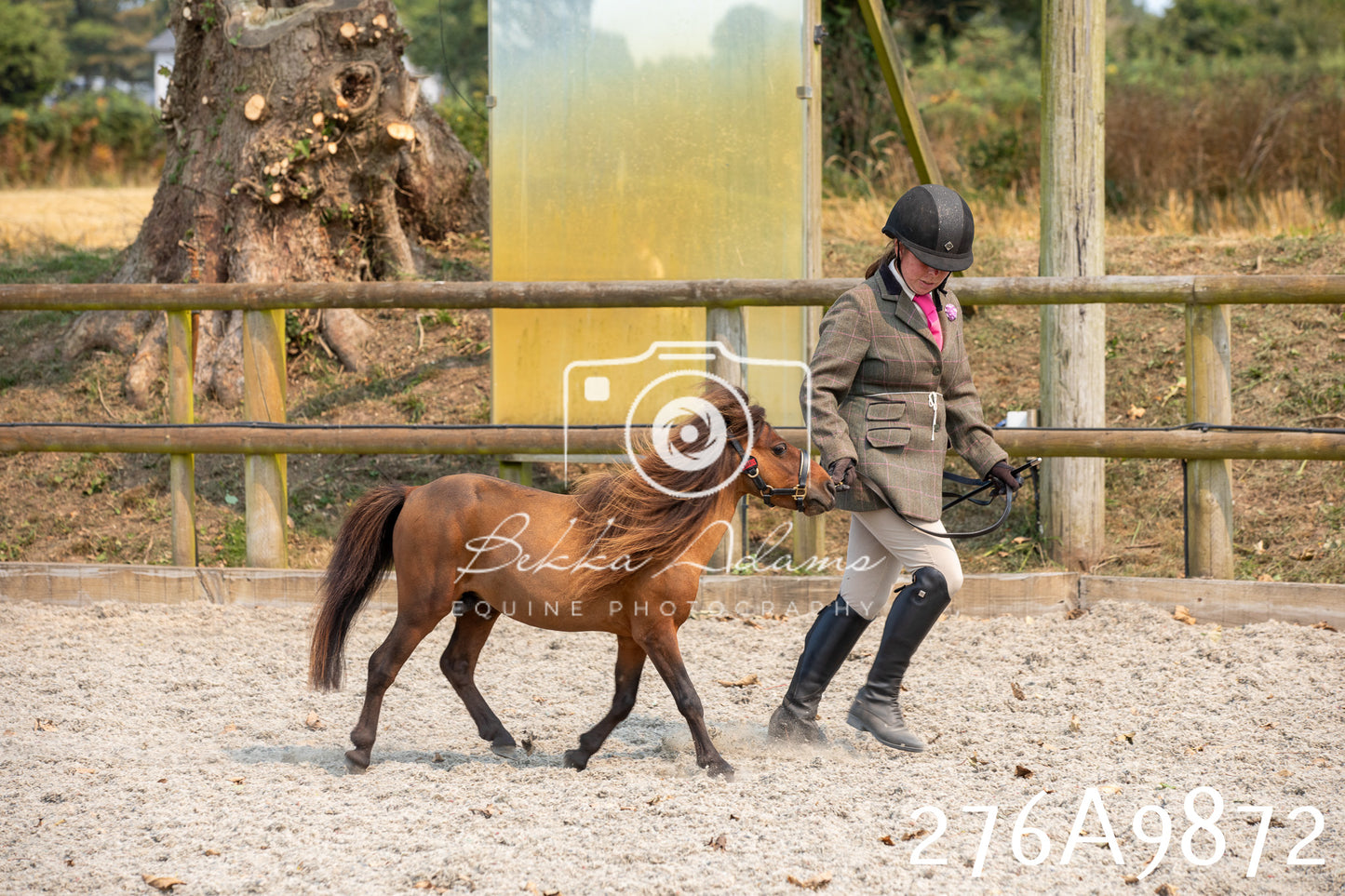 Home Farm Annual Show 2025 - Inhand Pt 2