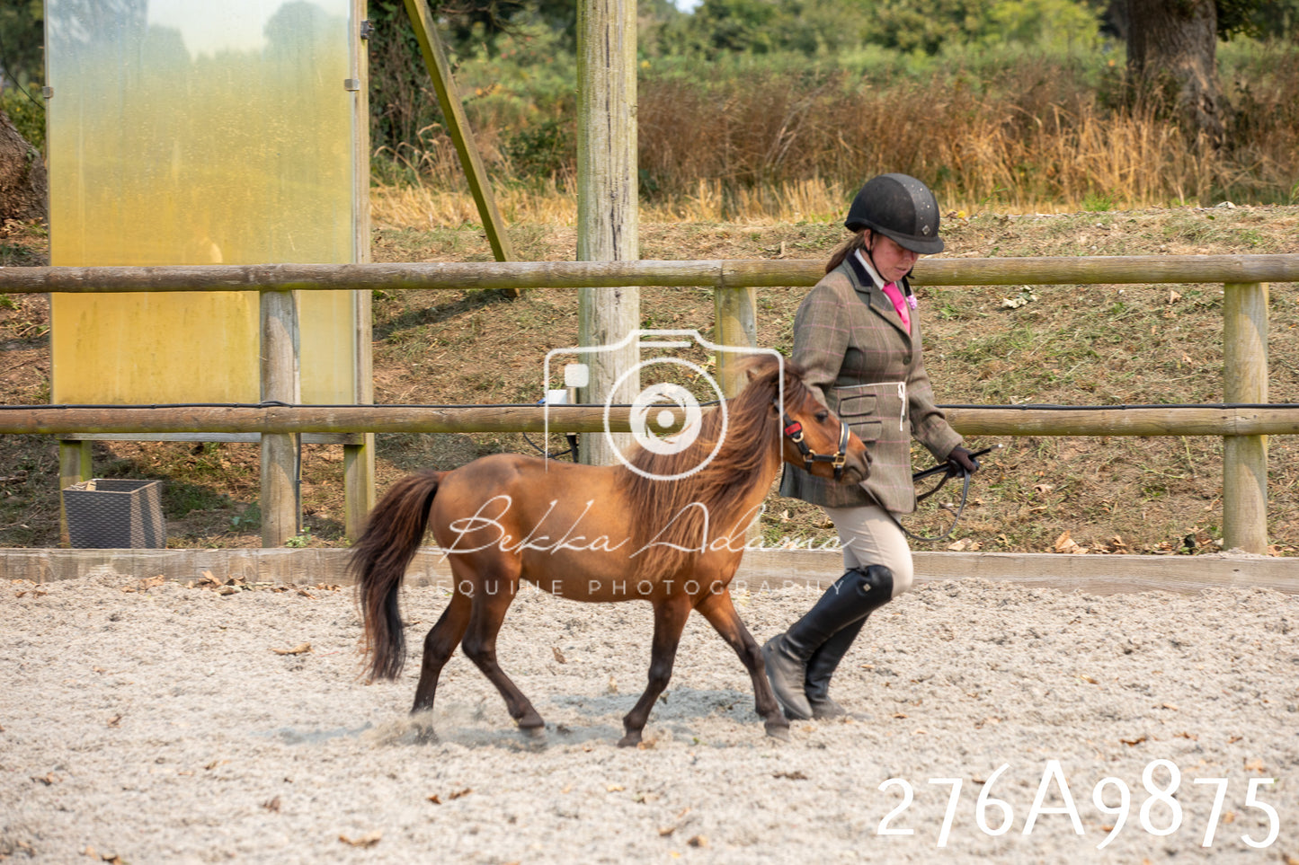 Home Farm Annual Show 2025 - Inhand Pt 2