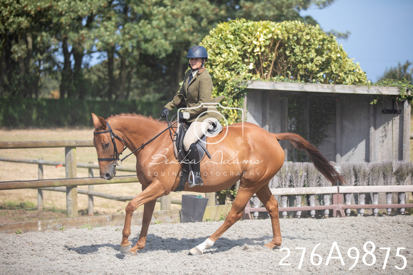 Home Farm Annual Show 2025 - Ridden Pt 2
