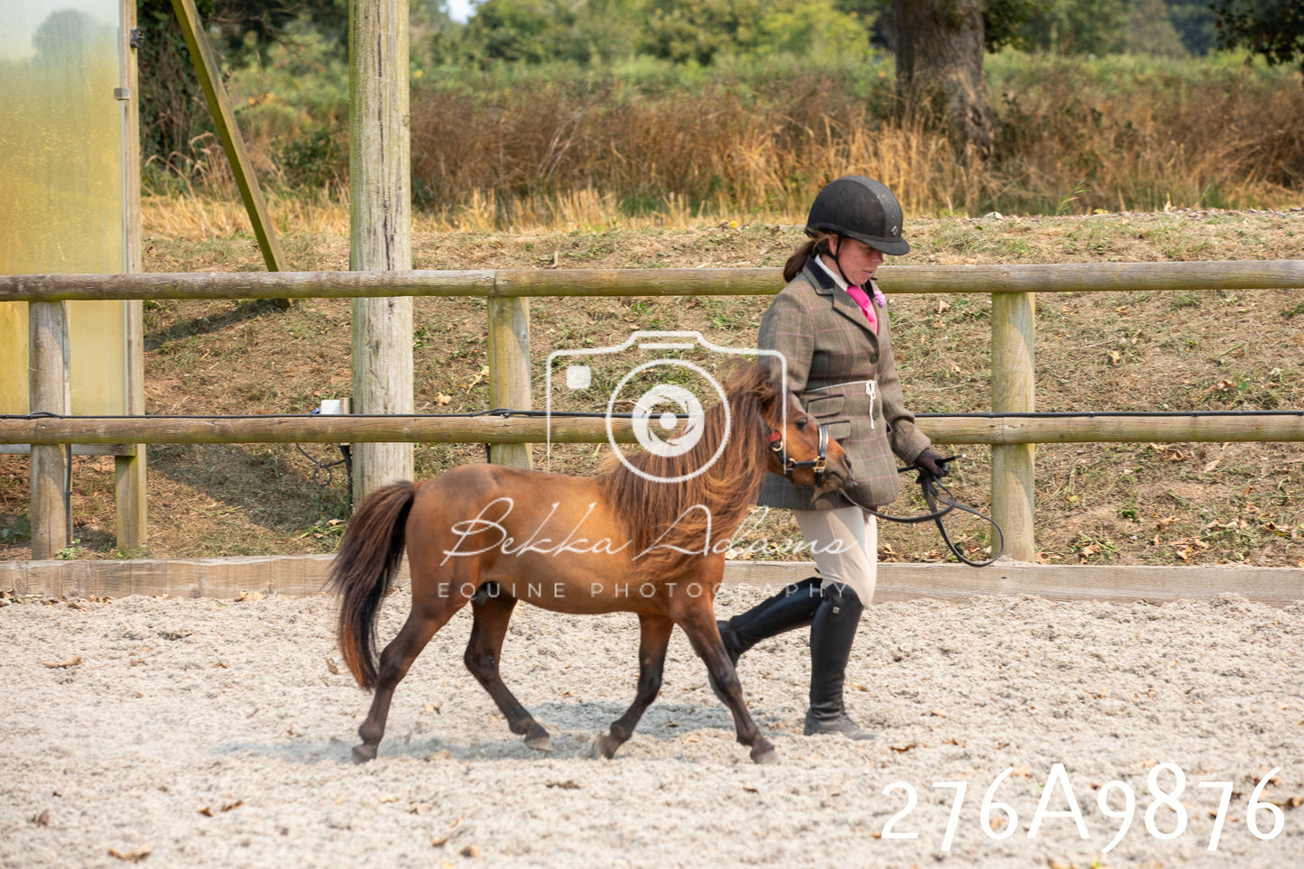 Home Farm Annual Show 2025 - Inhand Pt 2