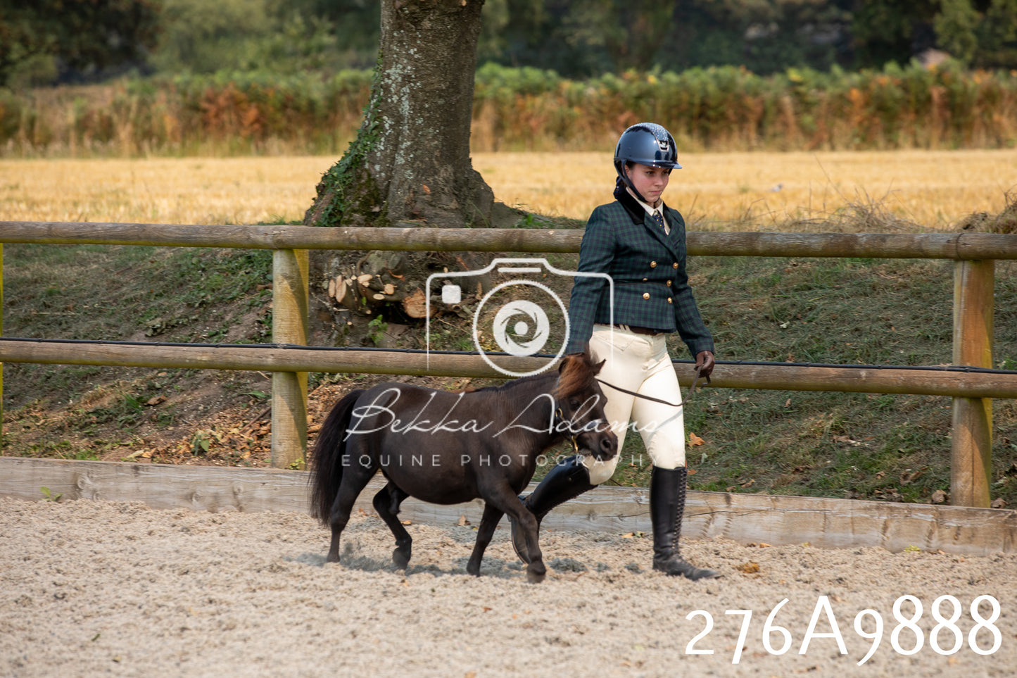 Home Farm Annual Show 2025 - Inhand Pt 2