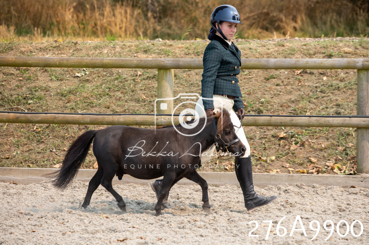 Home Farm Annual Show 2025 - Inhand Pt 2