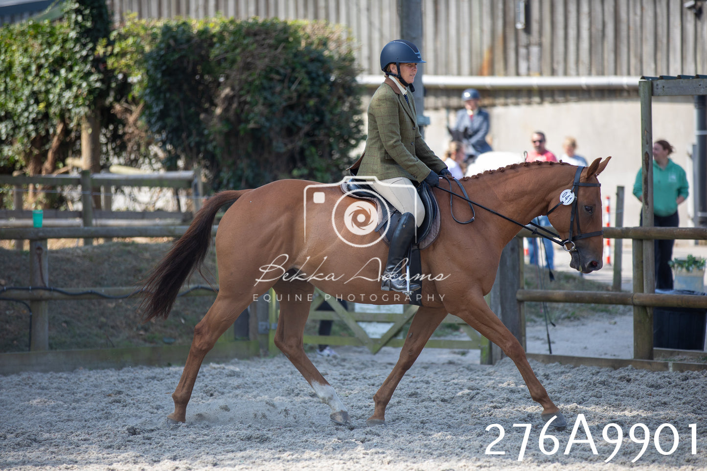Home Farm Annual Show 2025 - Ridden Pt 2