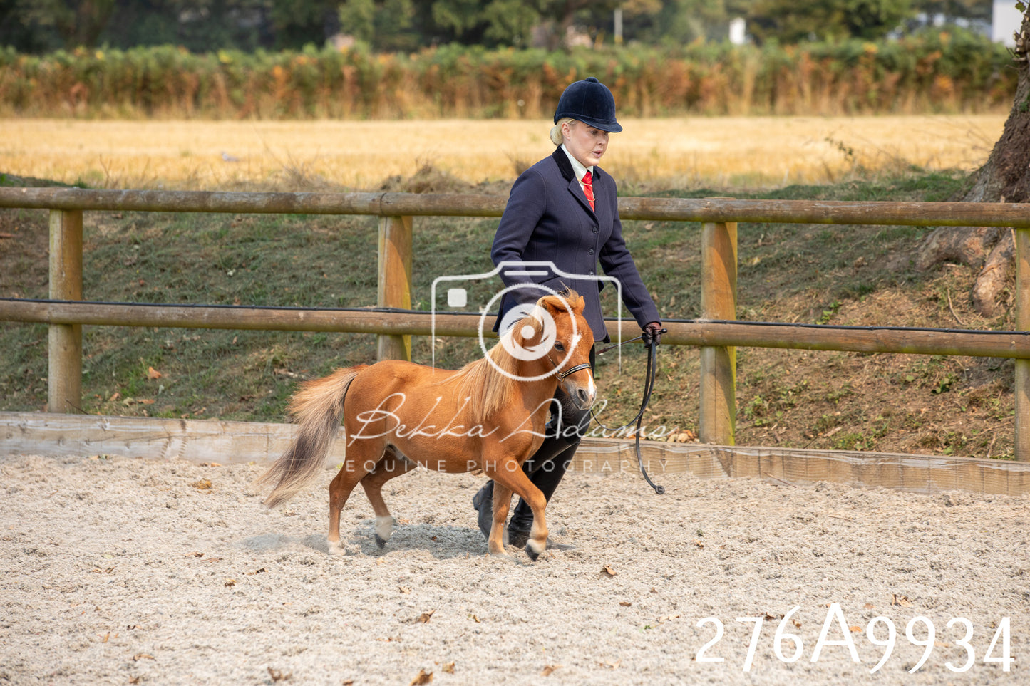 Home Farm Annual Show 2025 - Inhand Pt 2