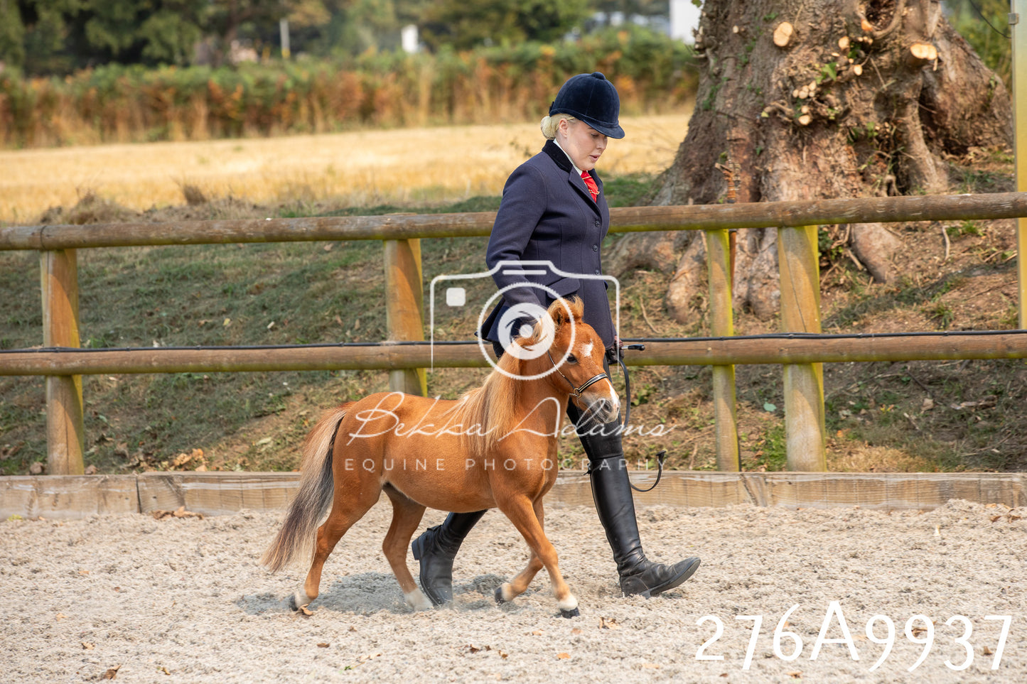 Home Farm Annual Show 2025 - Inhand Pt 2