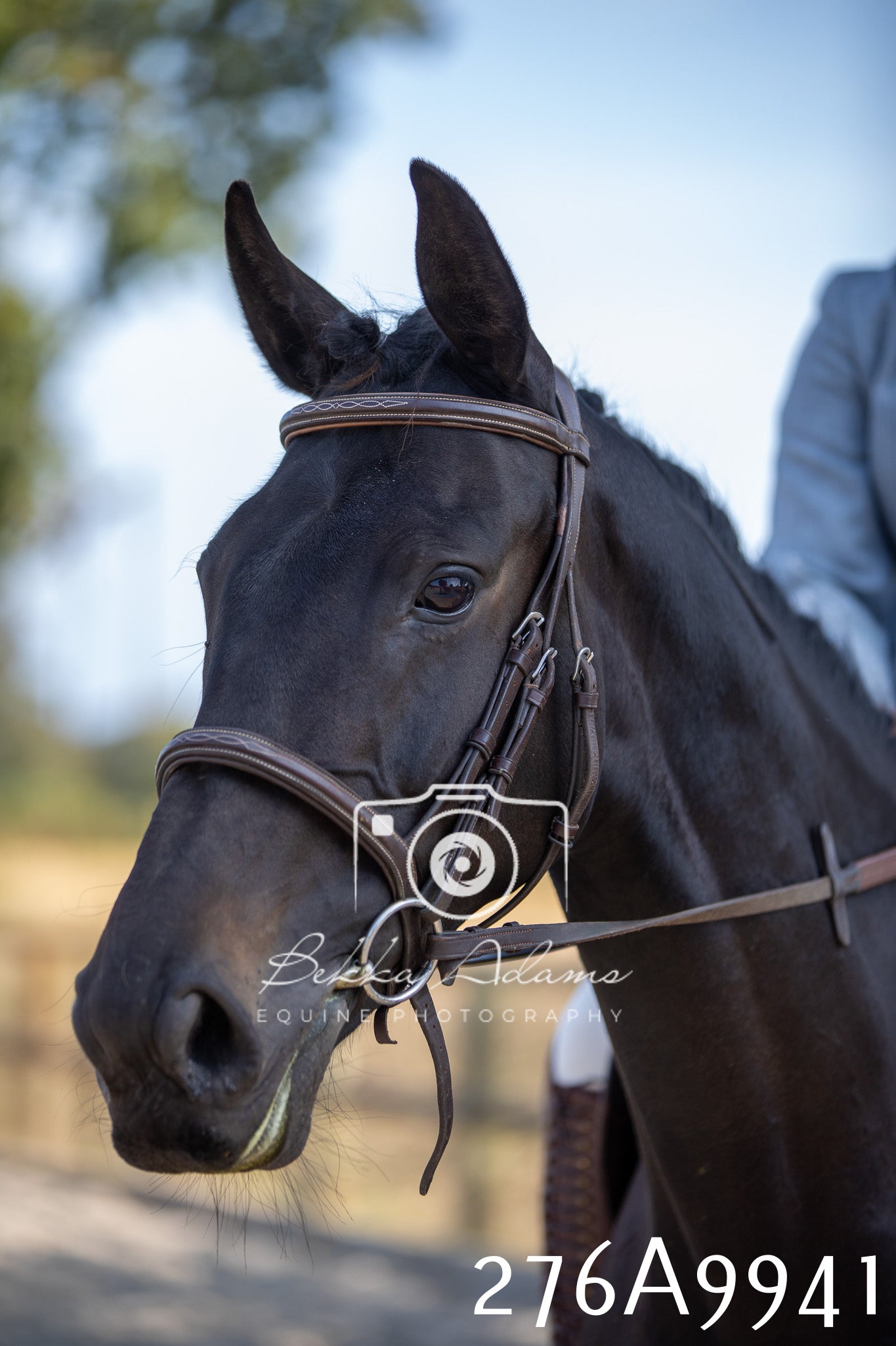 Home Farm Annual Show 2025 - Ridden Pt 2