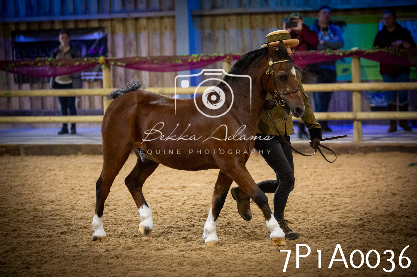JHOYS 2025 - In hand Showing - 27th September pt1