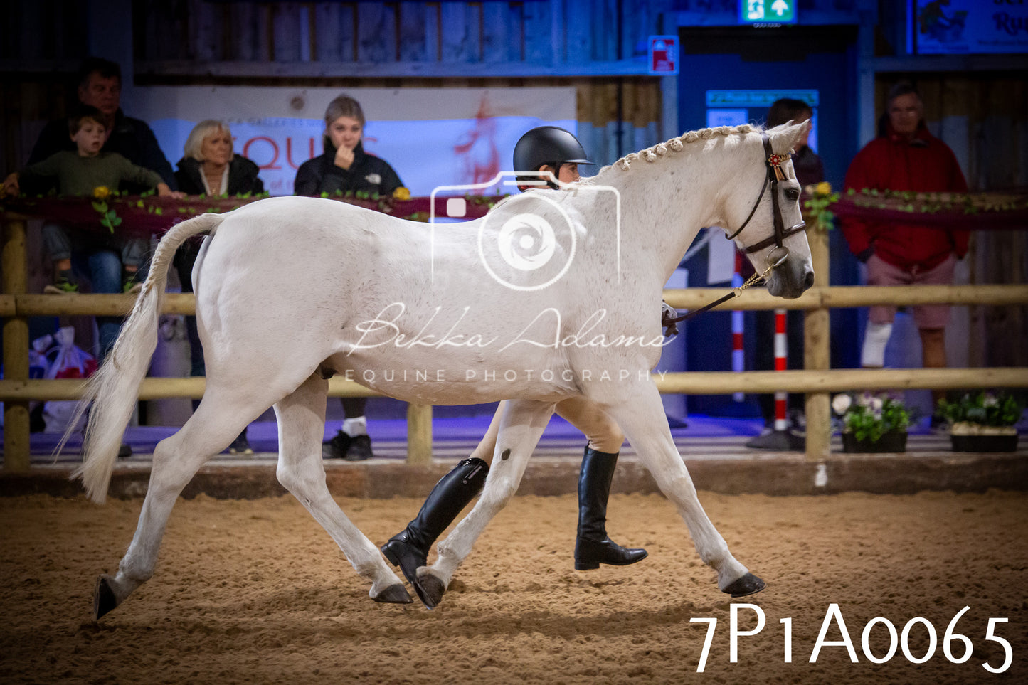 JHOYS 2025 - In hand Showing - 27th September pt1