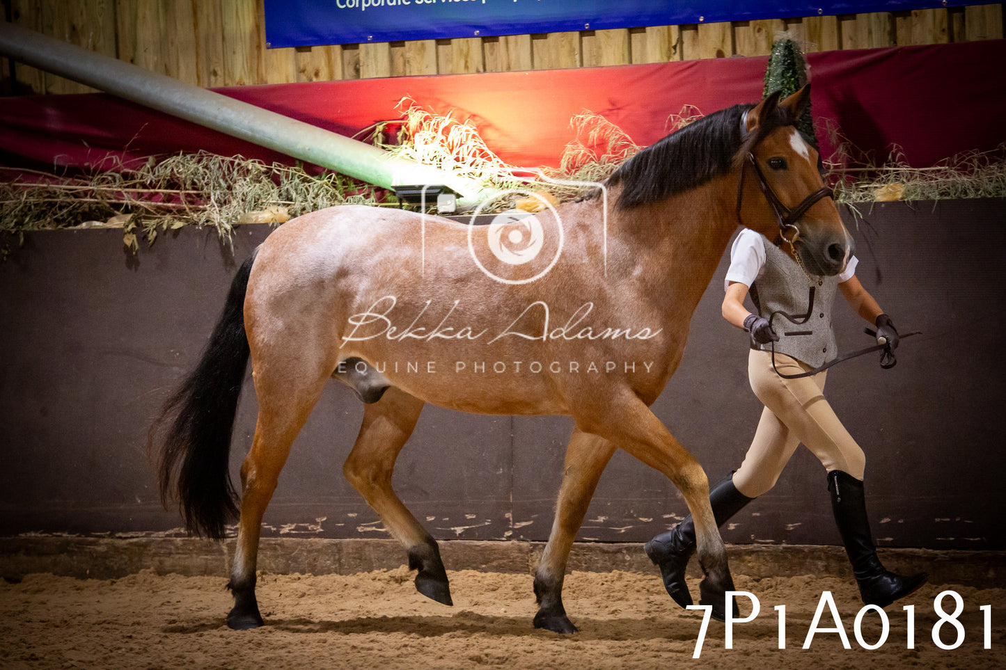JHOYS 2025 - In hand Showing - 27th September pt1