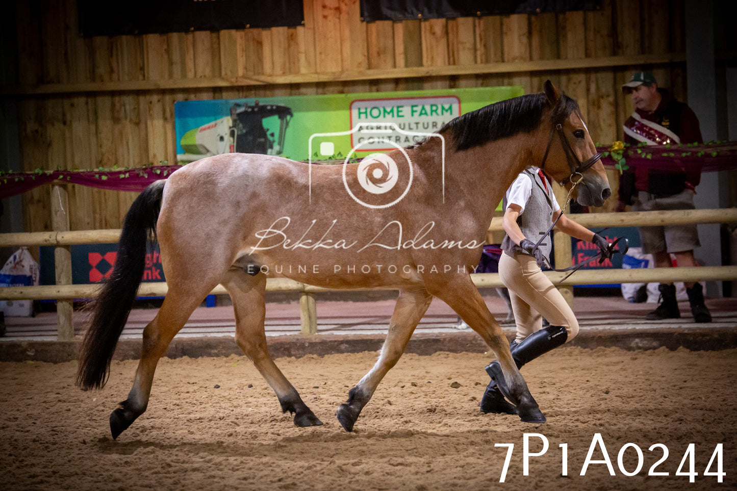 JHOYS 2025 - In hand Showing - 27th September pt1