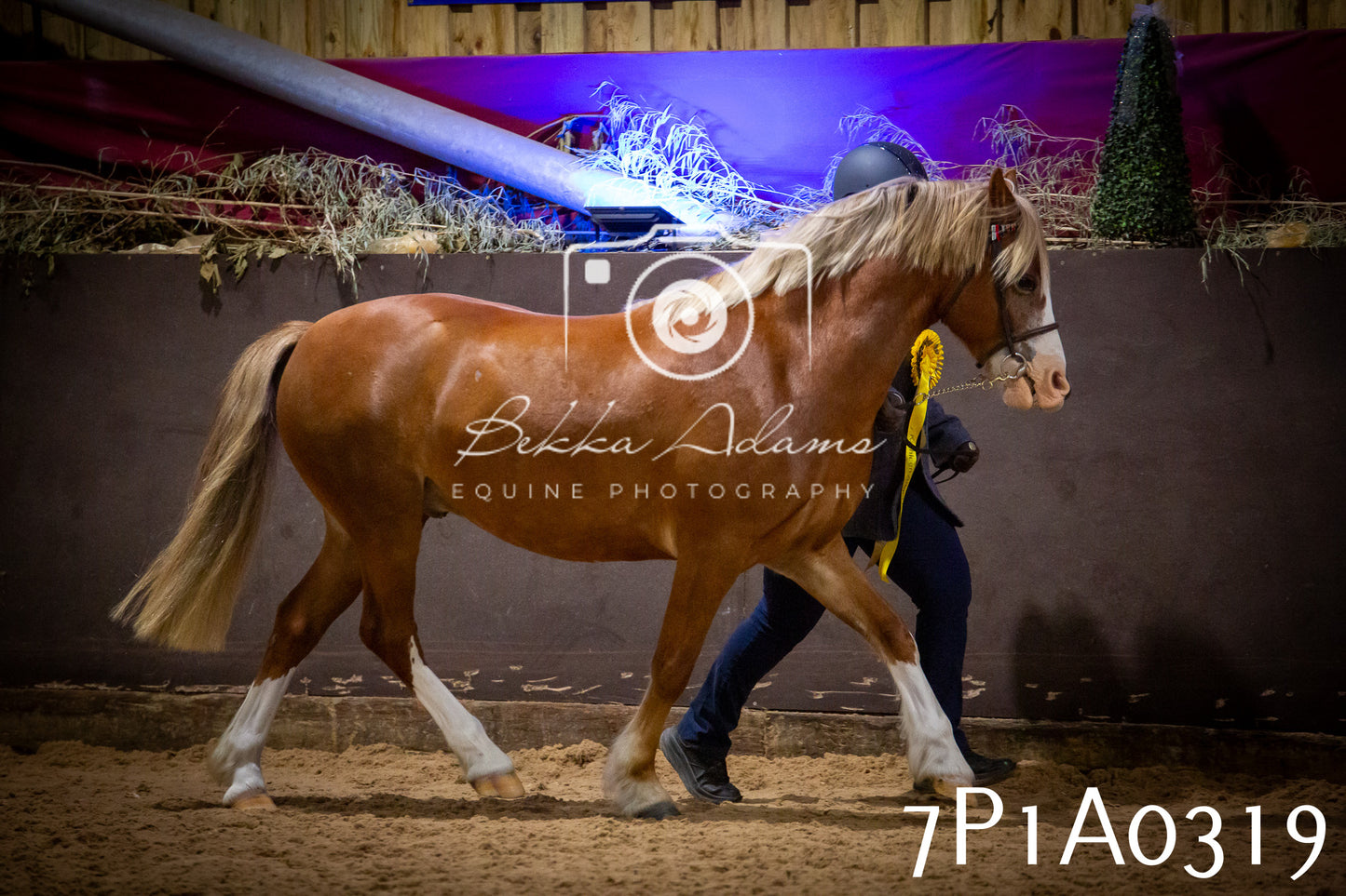 JHOYS 2025 - In hand Showing - 27th September pt1