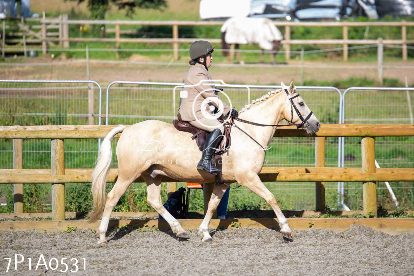 Home Farm Annual Show - Working Hunter 19th August 2023