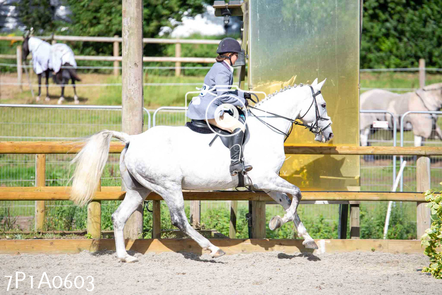 Home Farm Annual Show - Working Hunter 19th August 2023