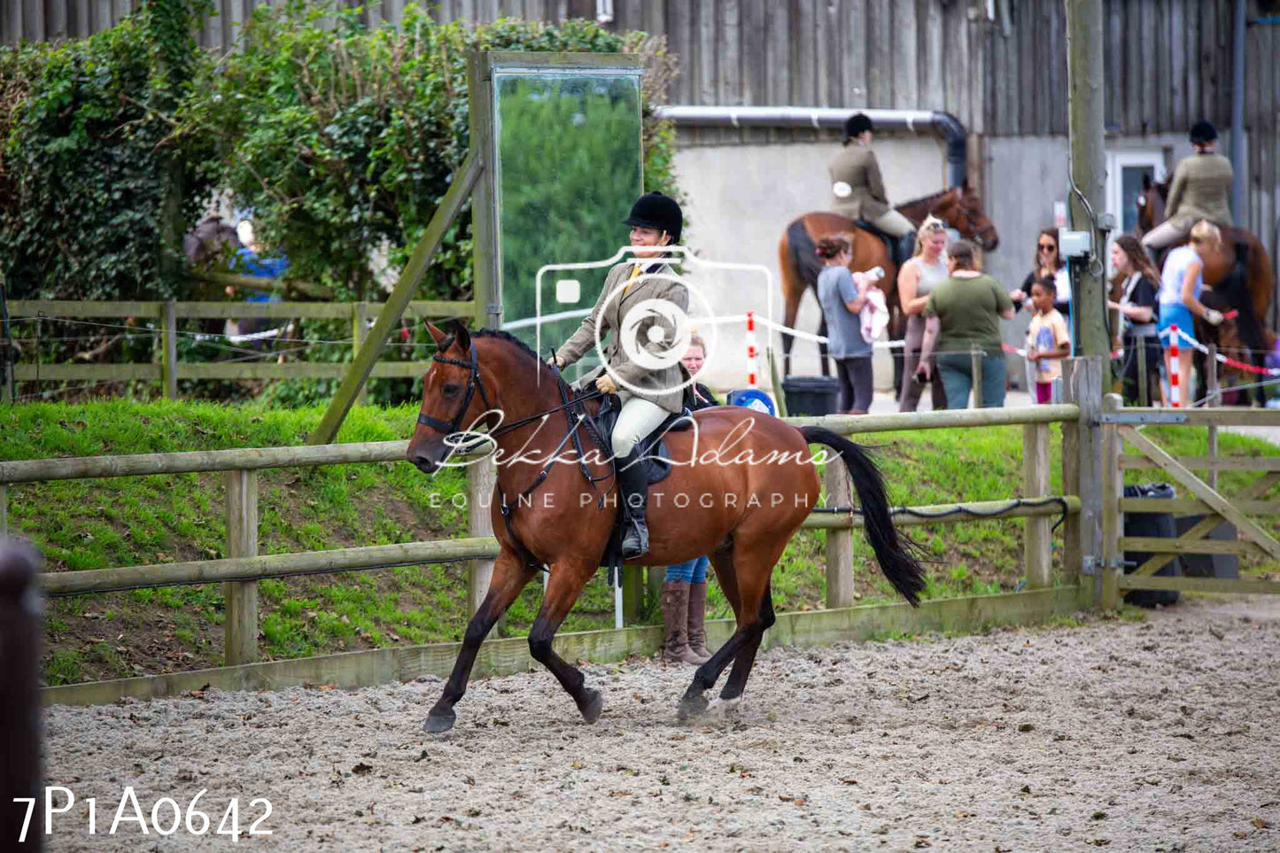 Home Farm Annual Show - Working Hunter 19th August 2023