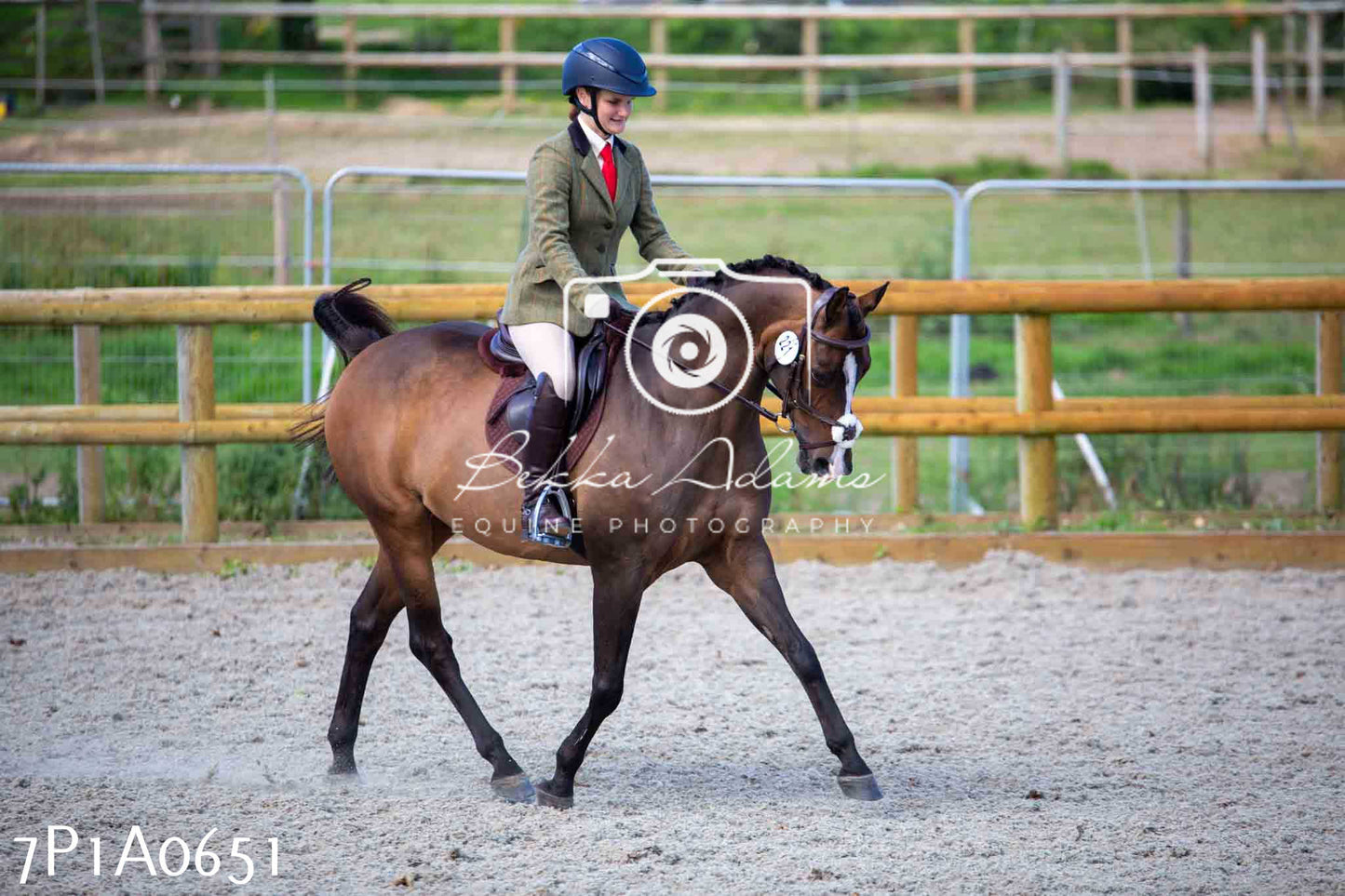 Home Farm Annual Show - Working Hunter 19th August 2023