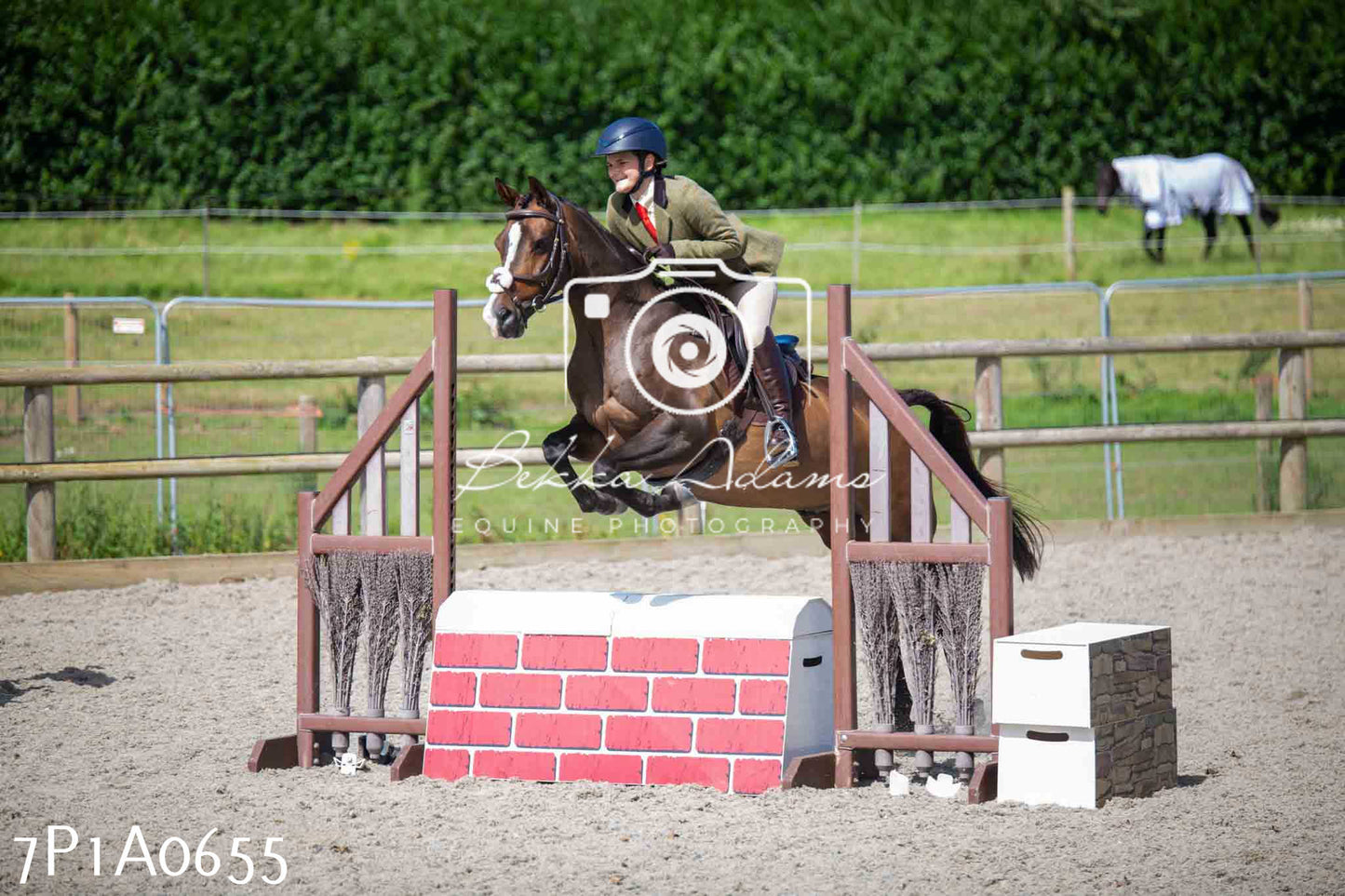 Home Farm Annual Show - Working Hunter 19th August 2023