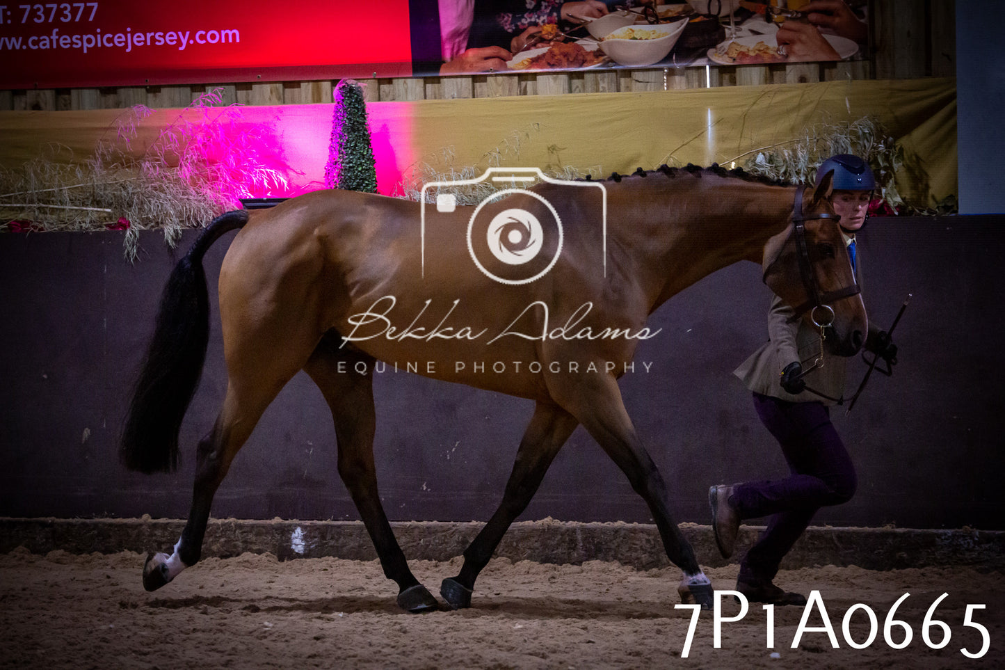 JHOYS 2025 - In hand Showing - 27th September pt2