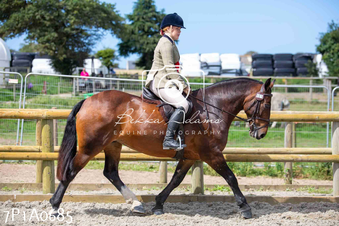 Home Farm Annual Show - Working Hunter 19th August 2023
