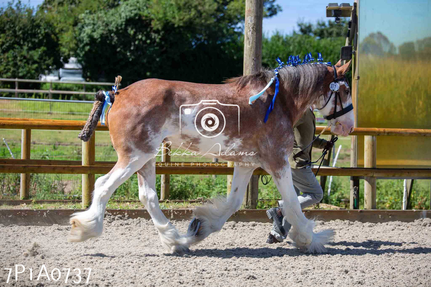 Home Farm Annual Show - Inhand Showing 19th August 2023