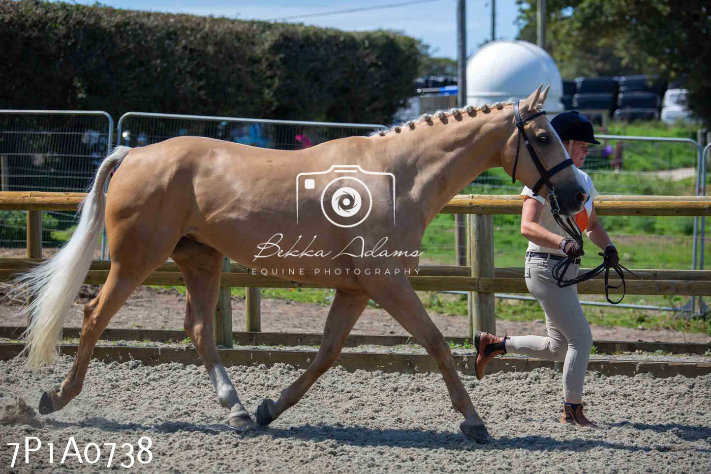 Home Farm Annual Show - Inhand Showing 19th August 2023