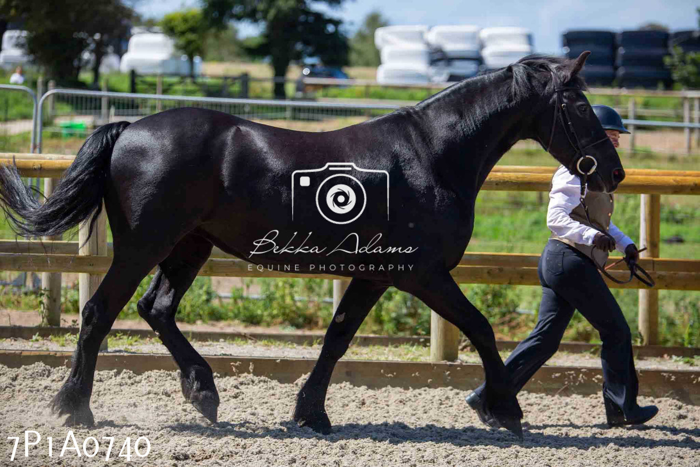 Home Farm Annual Show - Inhand Showing 19th August 2023