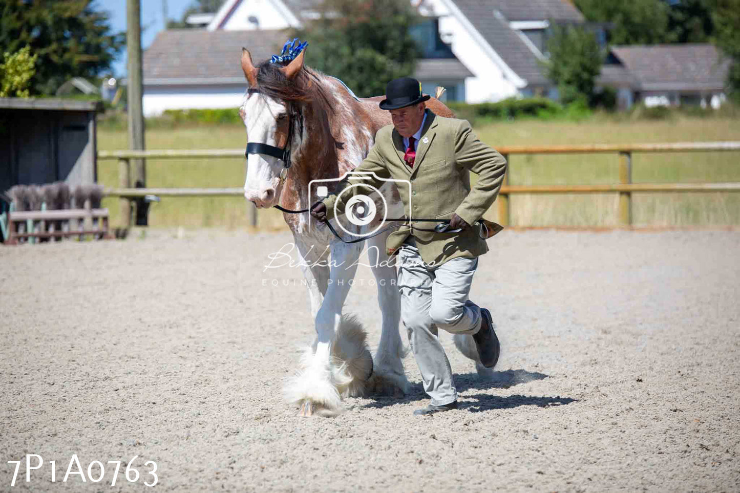 Home Farm Annual Show - Inhand Showing 19th August 2023