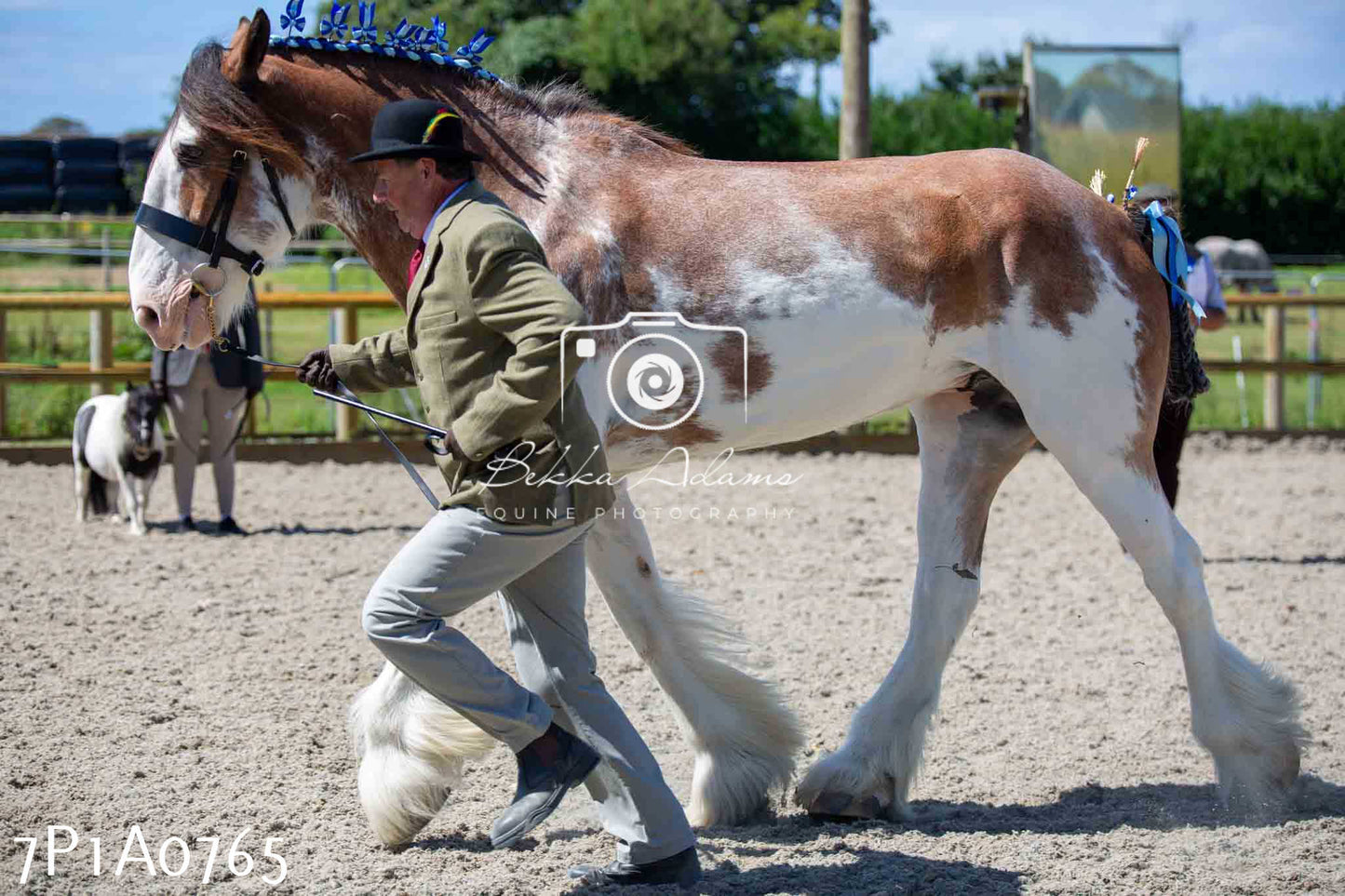 Home Farm Annual Show - Inhand Showing 19th August 2023