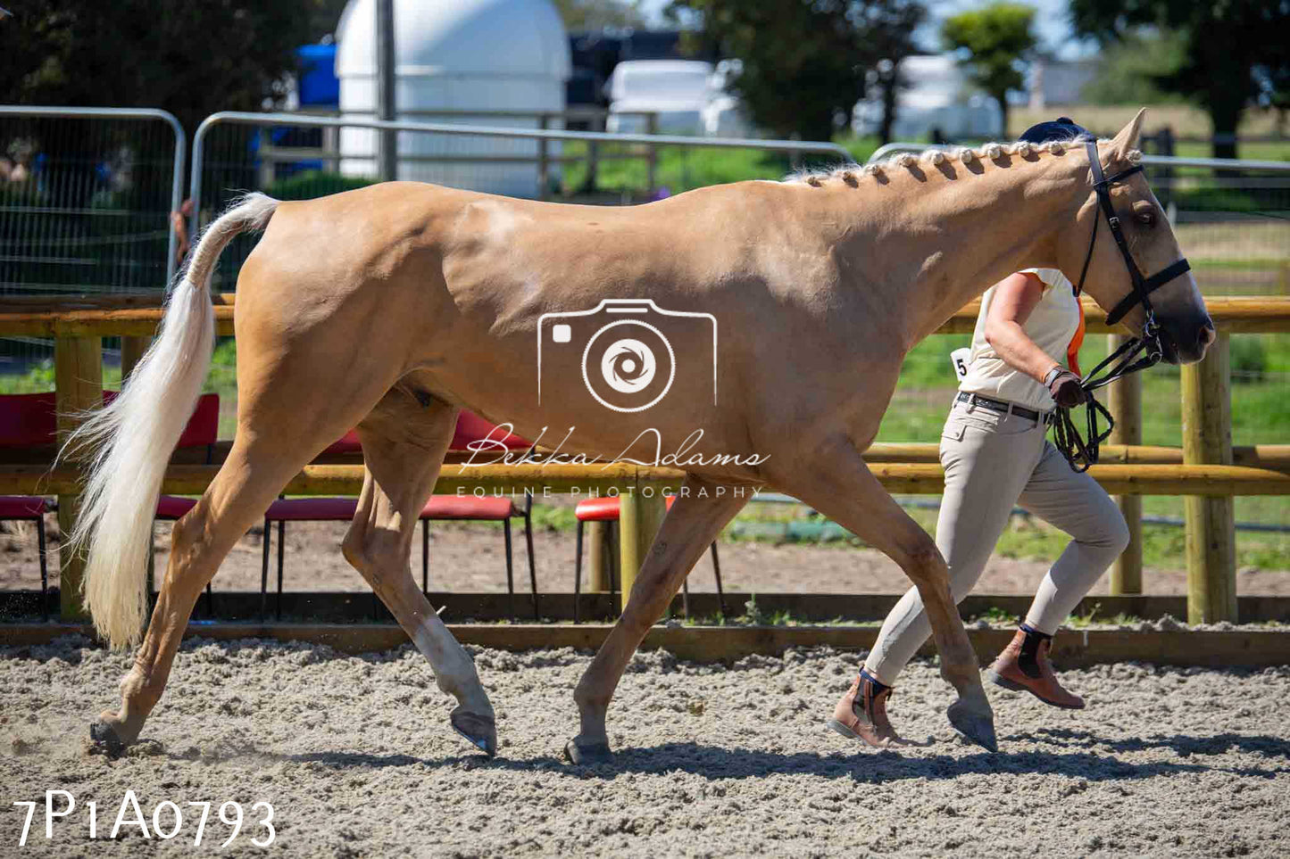 Home Farm Annual Show - Inhand Showing 19th August 2023