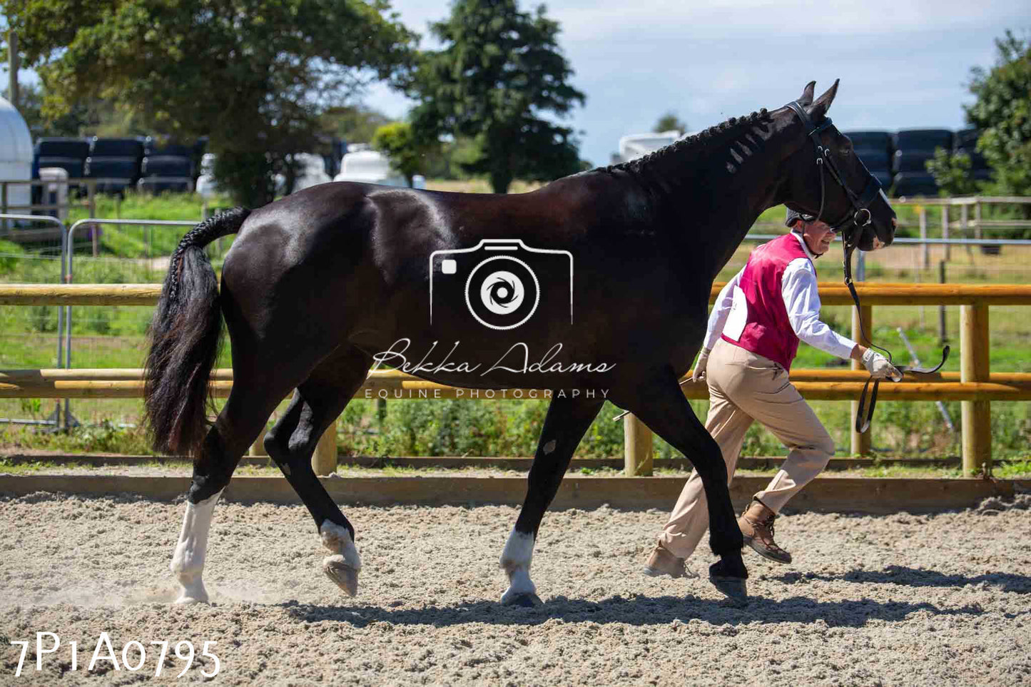 Home Farm Annual Show - Inhand Showing 19th August 2023