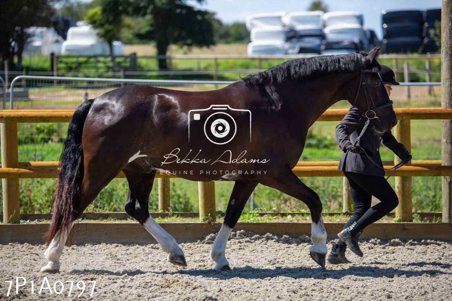 Home Farm Annual Show - Inhand Showing 19th August 2023