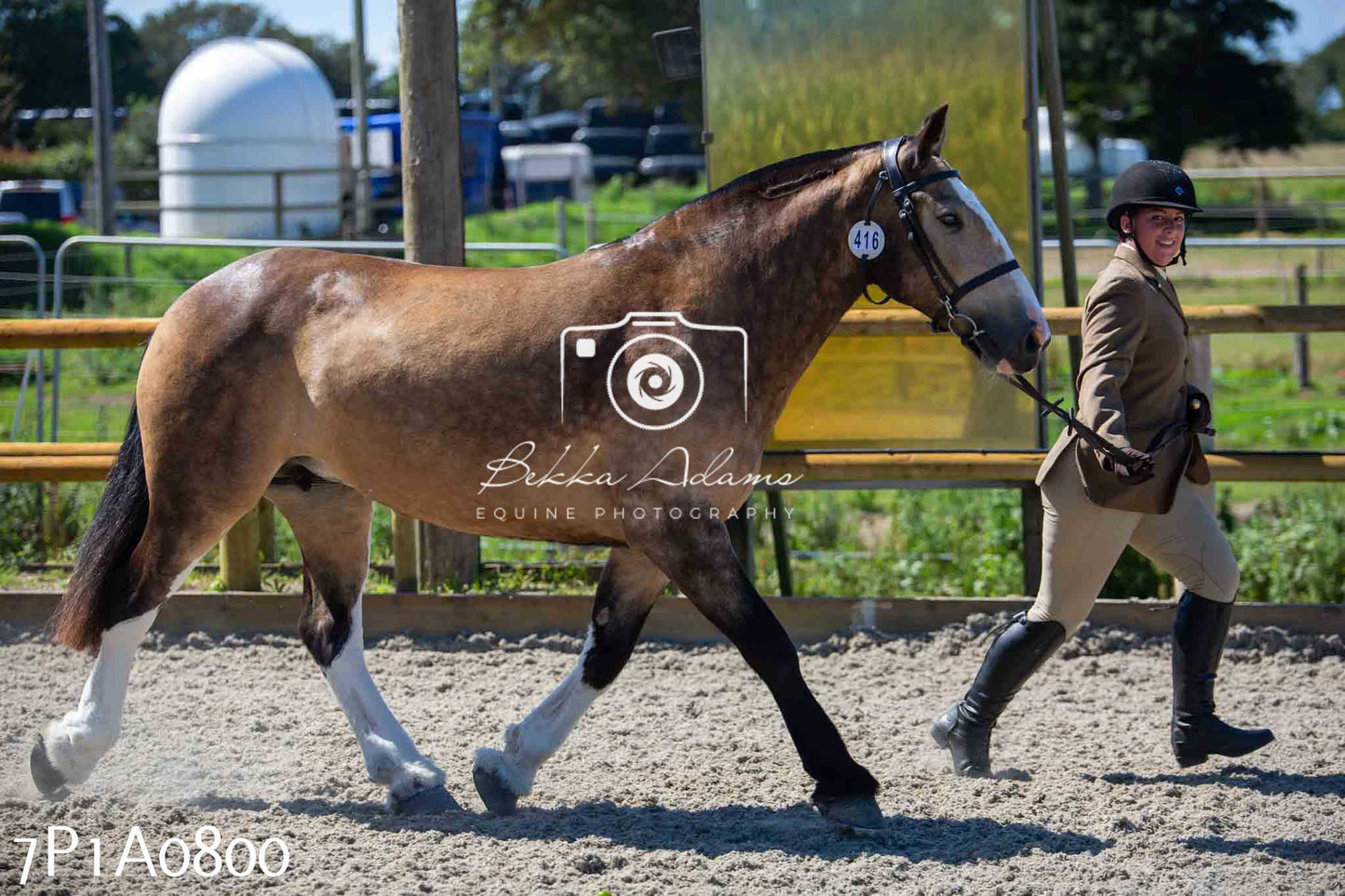 Home Farm Annual Show - Inhand Showing 19th August 2023