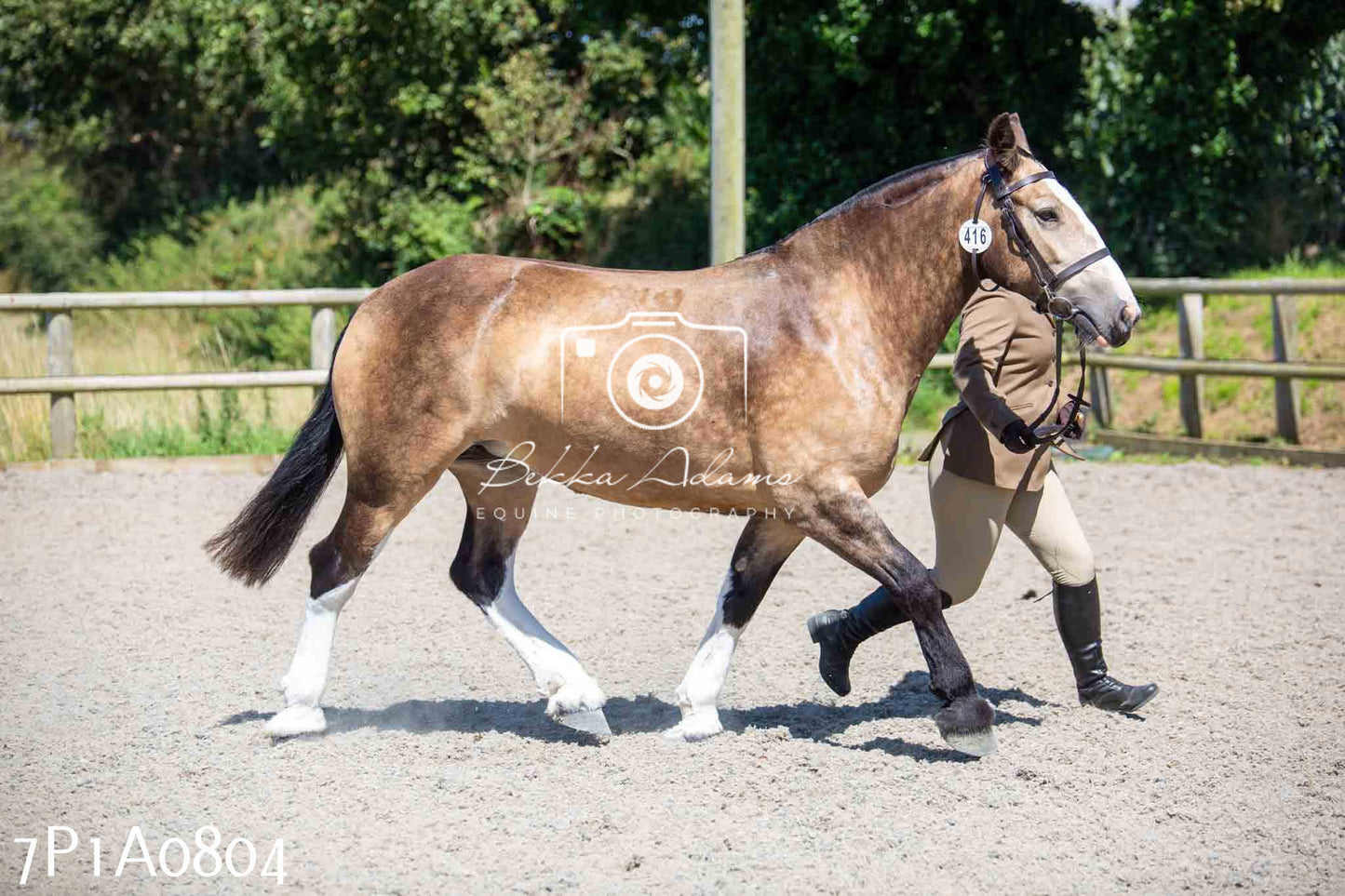 Home Farm Annual Show - Inhand Showing 19th August 2023