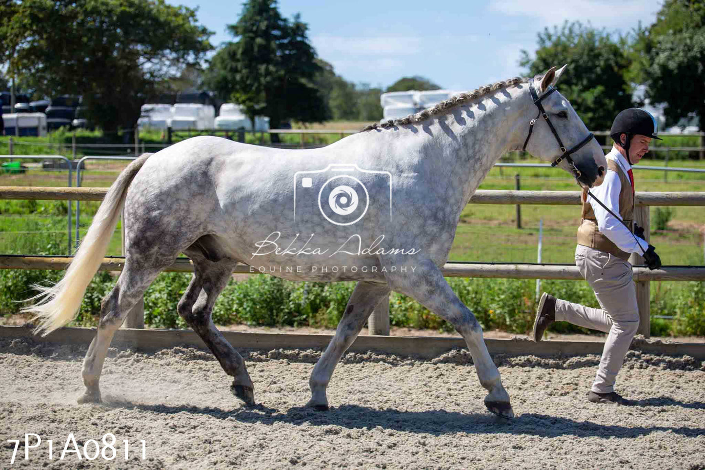 Home Farm Annual Show - Inhand Showing 19th August 2023